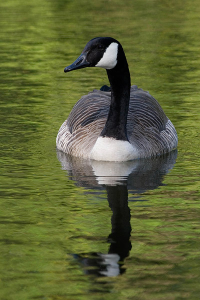 Canadese gans (Branta canadensis) in het groen