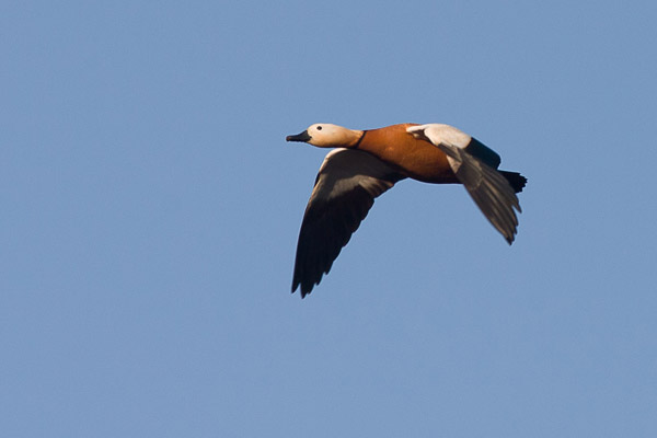 Casarca (Tadorna Ferruginea) in vlucht.