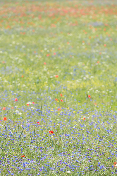 Bloemenveld op de causse Mejean