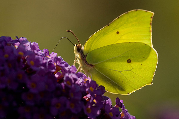 Citroenvlinder (Gonepteryx rhamni) Citroenvlinder (Gonepteryx rhamni)