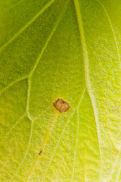 Close-up van de vleugel van een Citroenvlinder (Gonepteryx rhamni) 