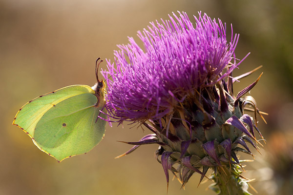 Citroenvlinder (Gonepteryx rhamni) slapend in klimop