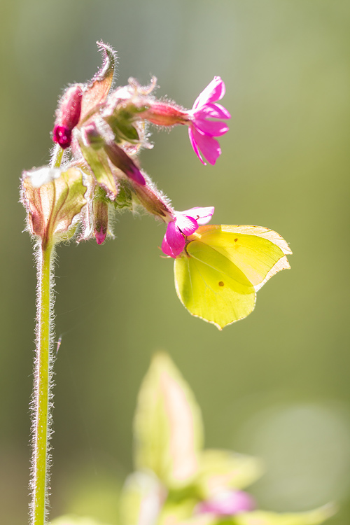 Citroenvlinder (Genopteryx rhamni) op dagkoekoeksbloem