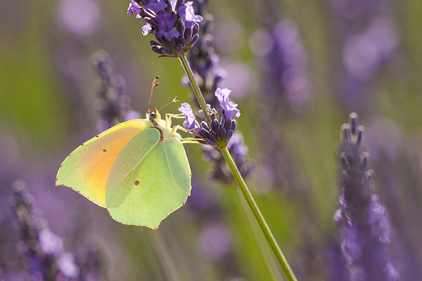 Cleopatra (Gonepteryx cleopatra) in het riet