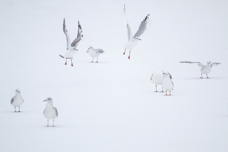 Compositie van kokmeeuwen op een besneeuwde parkvijver