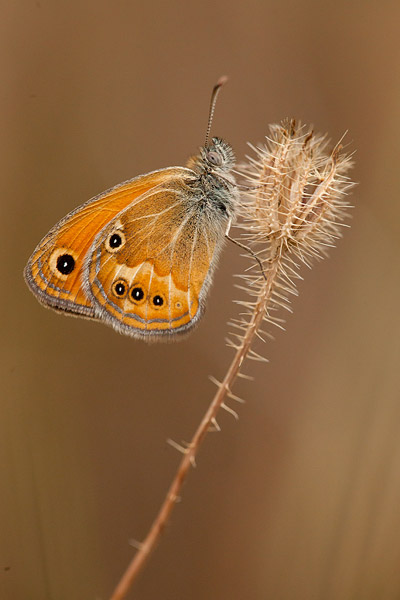 Corsicaans hooibeestje (Coenonympha corinna) 