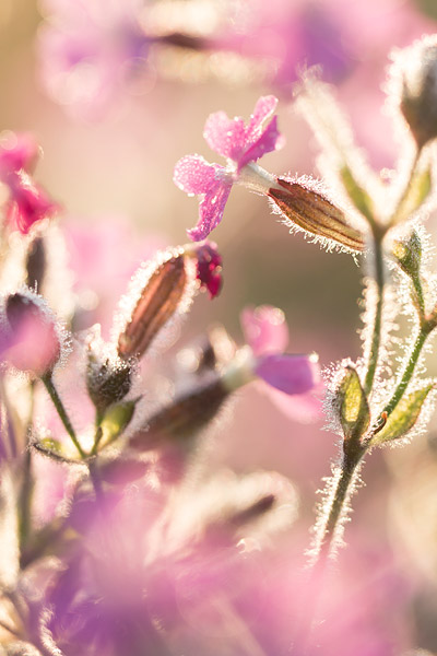 Dagkoekoeksbloem (Silene dioica) in tegenlicht