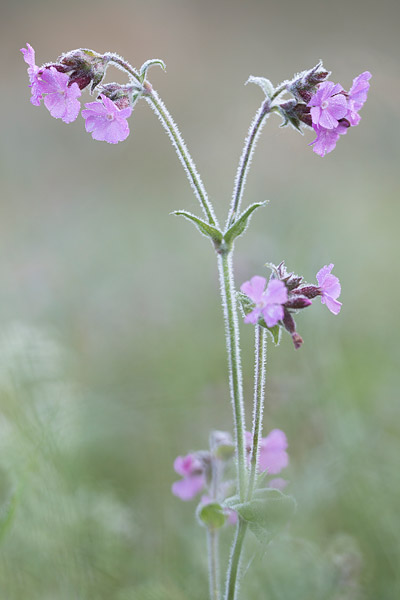 Dagkoekoeksbloem (Silene dioica) 