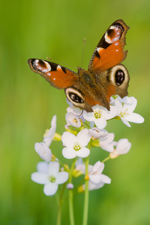 Dagpauwoog (Aglais io) 