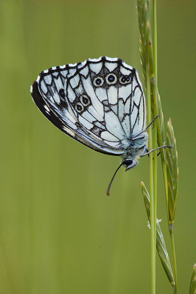 Dambordje (Melanargia galathea) in de Provence