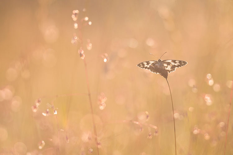 Dambordje (Melanargia galathea) in tegenlicht