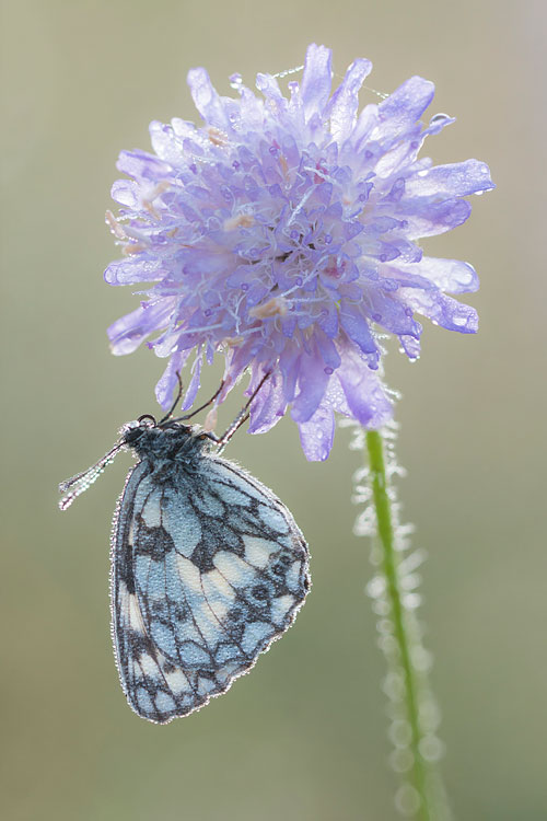 Focus-stack van een dambordje (Melanargia galathea)