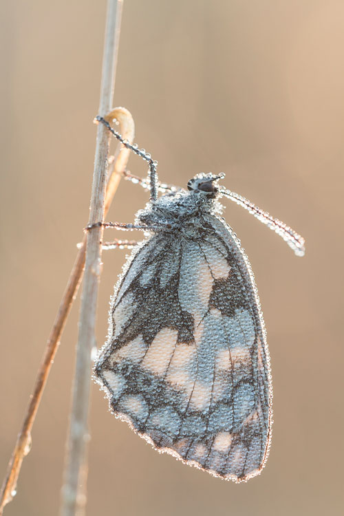 Dambordje (Melanargia galathea) close-up