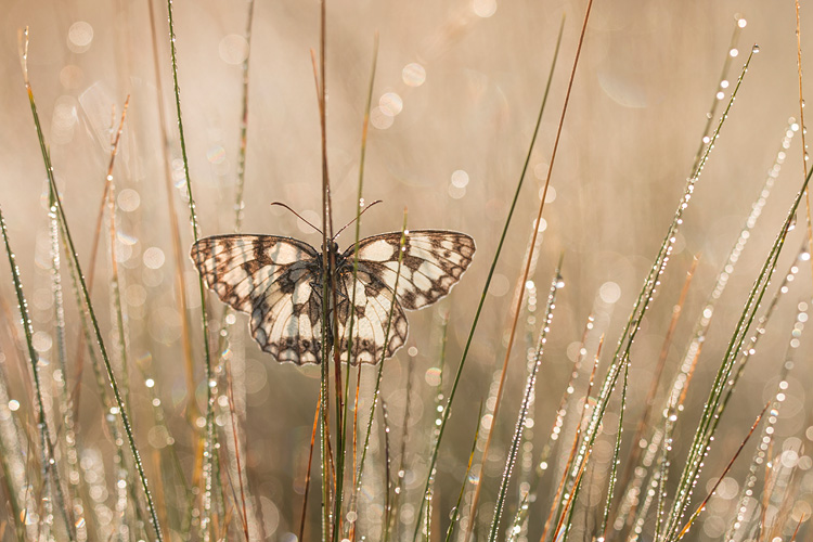 Dambordje (Melanargia galathea) met bokeh van dauwdruppels