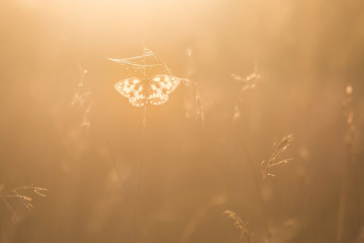 Dambordje (Melanargia galathea) vangt het laatste licht tijdens een prachtige zonsondergang