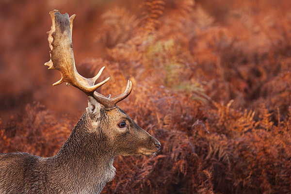 Damhert met herfstkleuren in de achtergrond