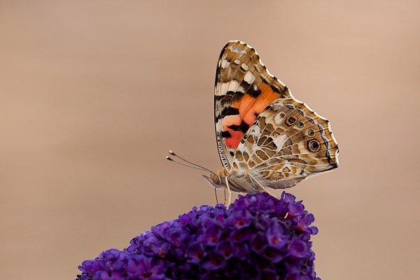 Distelvlinder (Vanessa cardui) op vlinderstruik