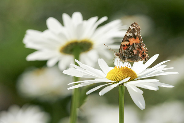 Distelvlinder (Vanessa cardui) op een margriet.