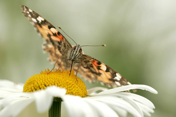 Distelvlinder (Vanessa cardui) op margriet