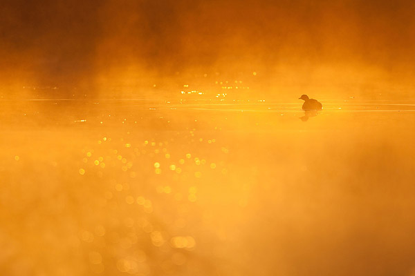 Dodaars in vroege ochtendmist en magisch licht