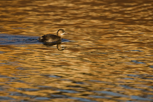 Dodaars (Tachybaptus Ruficollis) met mooie reflecties.