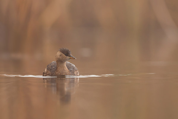 Dodaars (Tachybaptus ruficollis) in de mist vanuit een drijvende schuilhut