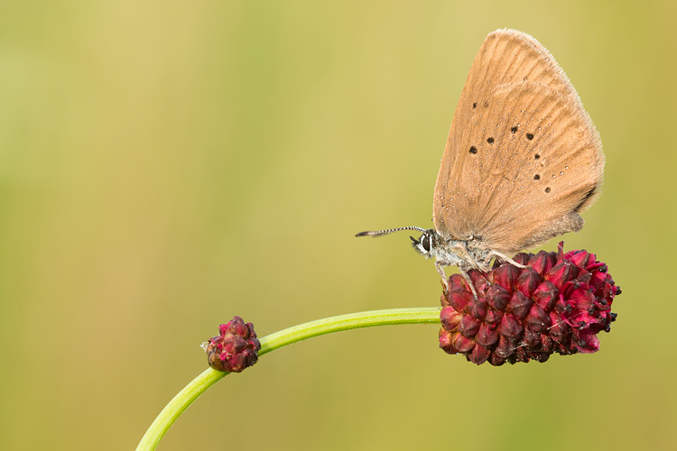 Donker pimpernelblauwtje (Phengaris nausithous)