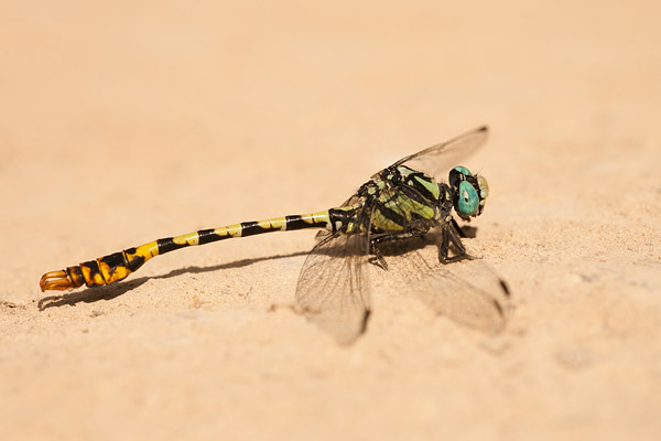 Donkere tanglibel (Onychogomphus assimilis)