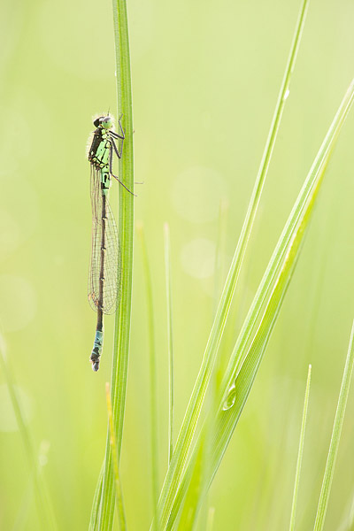 Donkere waterjuffer (Coenagrion armatum) man