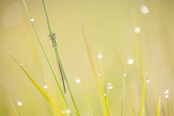 Donkere waterjuffer (Coenagrion armatum)