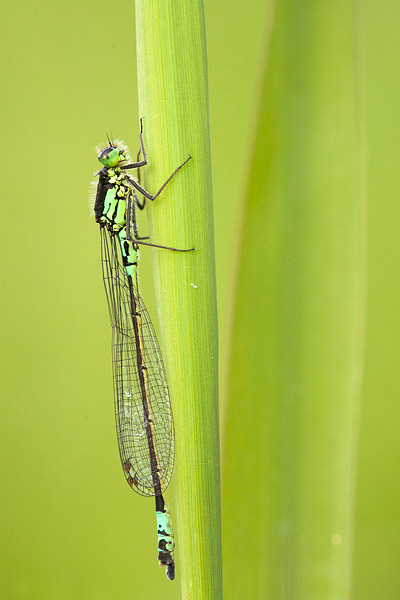 Donkere waterjuffer (Coenagrion armatum) 