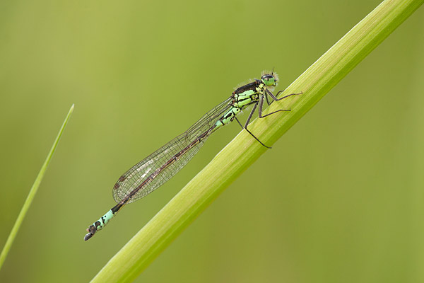 Donkere waterjuffer (Coenagrion armatum) 