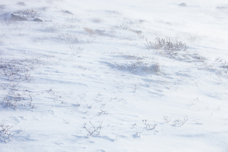 Stuifsneeuw in winters Dovrefjell