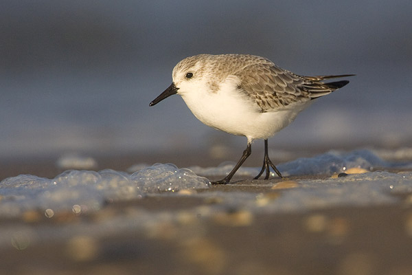 Drieteenstrandloper (Calidris Alba) tussen het schuim.