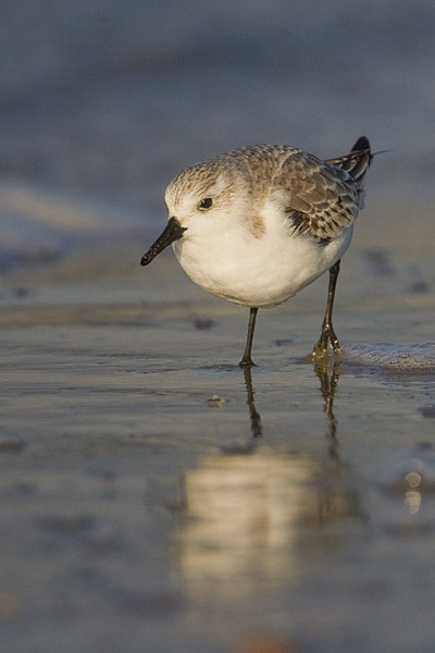 Drieteenstrandloper (Calidris alba) 