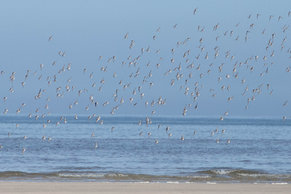 Honderden drieteenstrandlopers langs het strand