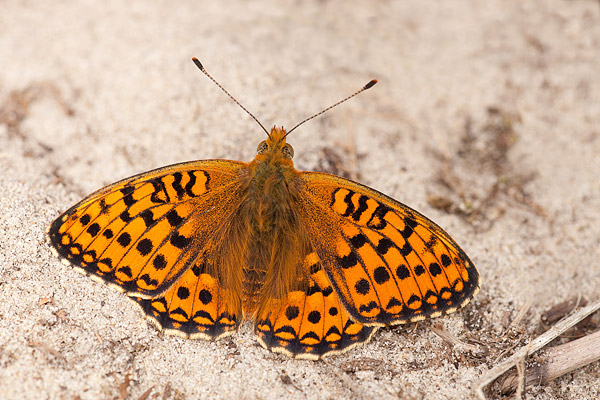 Duinparelmoervlinder (Argynnis niobe) 