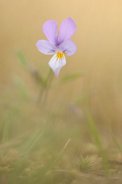 Duinviooltje (Viola curtisii) 