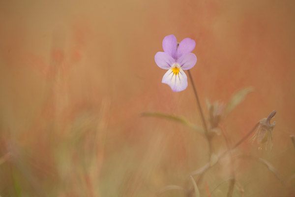 Duinviooltje (Viola curtisii) 