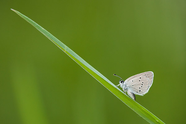 dwergblauwtje(Cupido minimus)