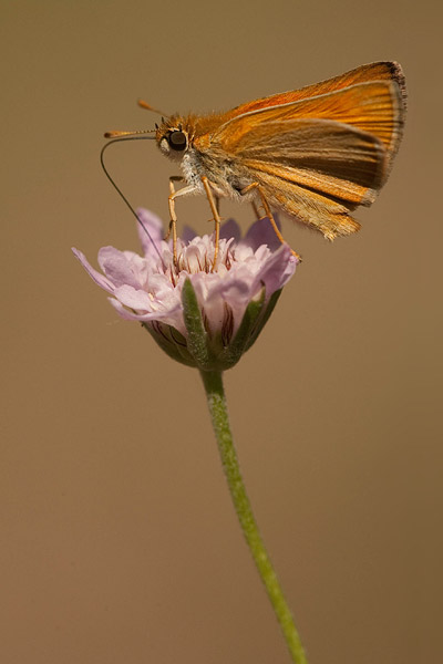 Dwergdikkopje (Thymelicus acteon) 