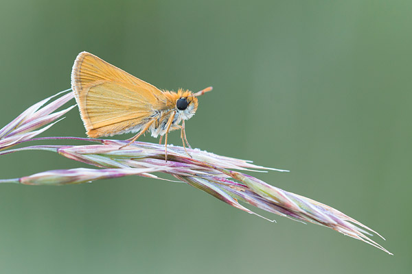 Dwergdikkopje (Thymelicus acteon) 