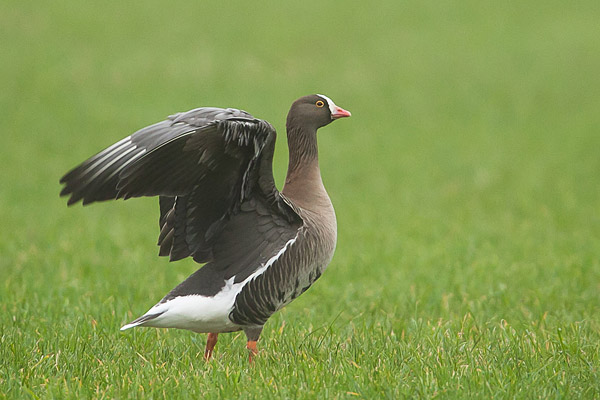 Dwerggans (Anser erythropus) in Zwolle