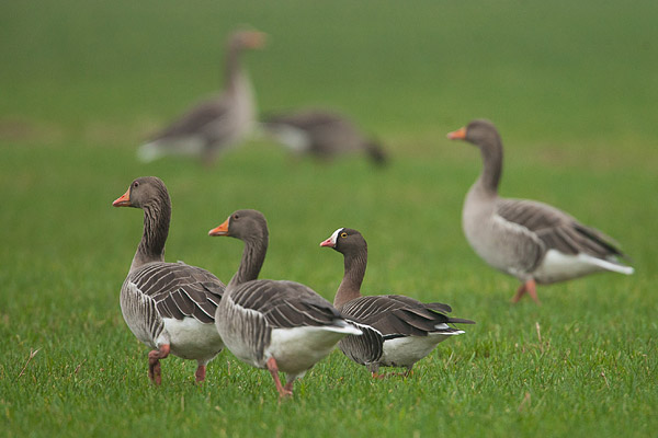 Dwerggans (Anser erythropus) tussen de grauwe ganzen