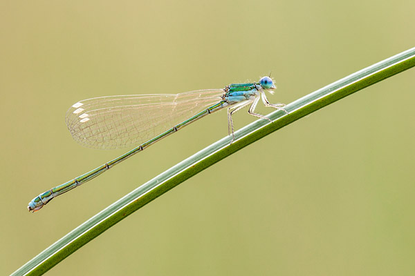 Dwergjuffer (Nehalennia speciosa) vrouwtje