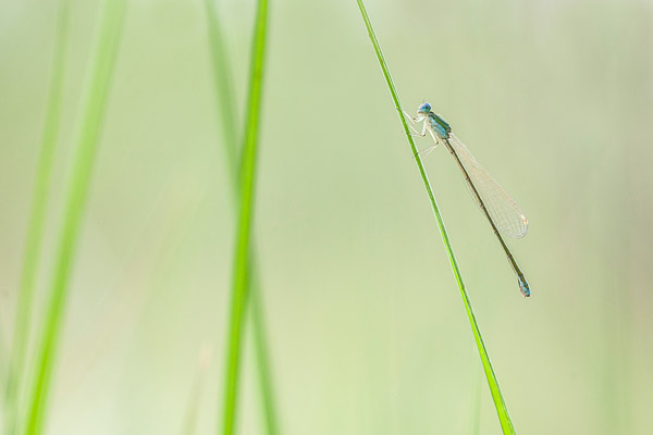 Dwergjuffer (Nehalennia speciosa) tussen de zeggen