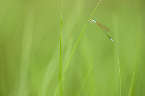 Dwergjuffer (Nehalennia speciosa) tussen de zeggen