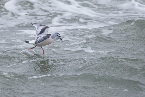 Dwergmeeuw (Hydrocoloeus minutus) bij de zuidpier van IJmuiden