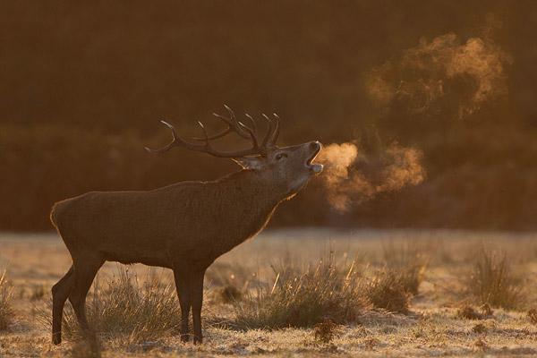 Burlend Edelhert (Cervus elaphus) in tegenlicht