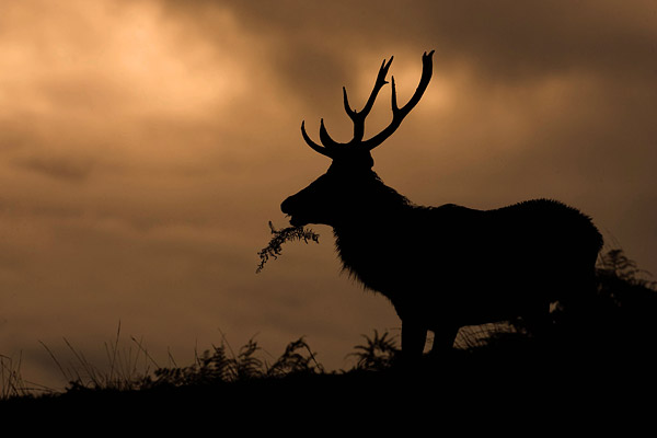 Edelhert (Cervus elaphus) silhouet tegen zonsondergang